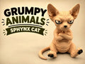 Sphynx Cat